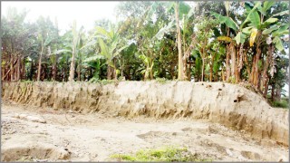 মাটি কেটে বিক্রি হচ্ছে ইটভাটায়: হুমকীর মুখে ঐতিহ্যবাহী ধাঁধার চর